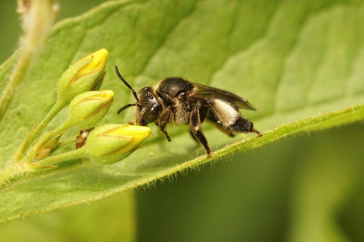 Farming with AI: Optimising pollination Farming with AI: Optimising pollination