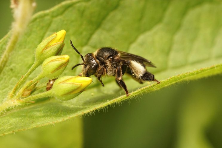 Farming with AI: Optimising pollination