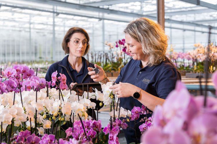 Sion selects Current for greenhouse lighting update Sion selects Current for greenhouse lighting update