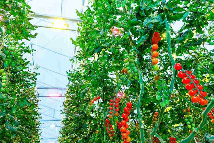 Far-red light exposure boosts tomato yields