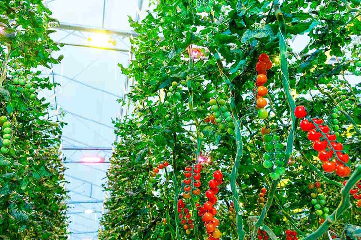 Far-red light exposure boosts tomato yields Far-red light exposure boosts tomato yields