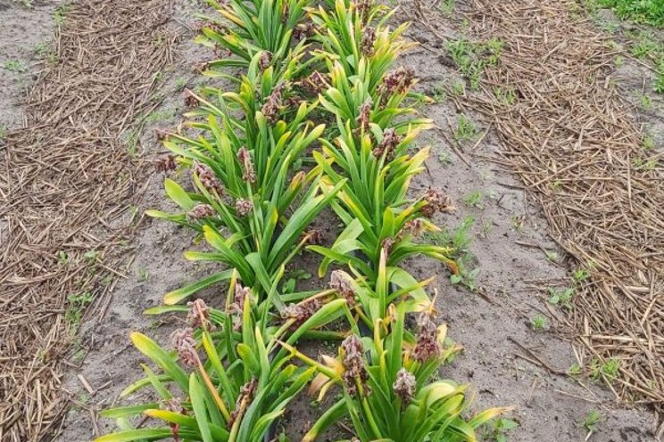 Good results with in hyacinth cultivation in plastic trench