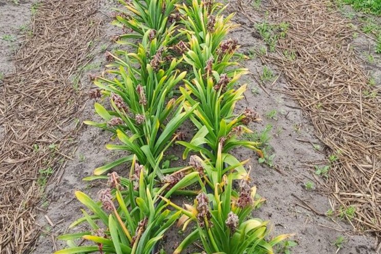 Good results with in hyacinth cultivation in plastic trench Good results with in hyacinth cultivation in plastic trench