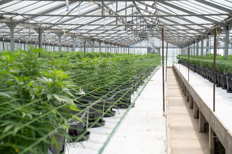 Cannabis water use efficiency under more supplemental light Cannabis water use efficiency under more supplemental light