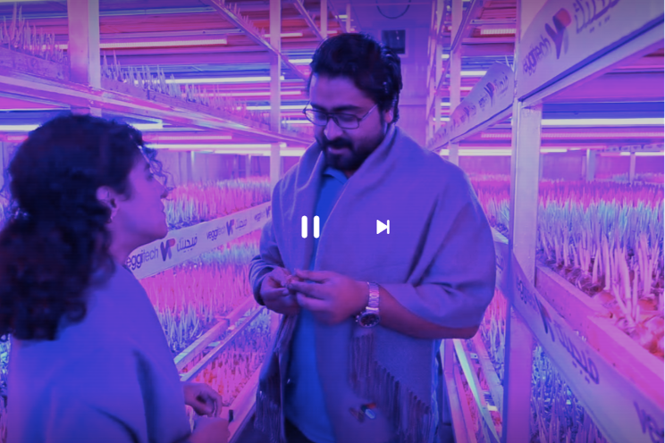 Inside the UAE's first saffron farm