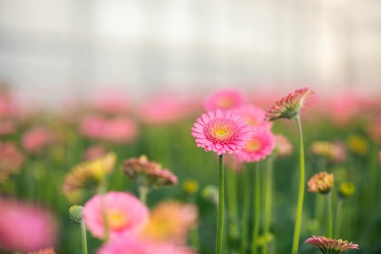 Thrips: A tiny pest with big consequences Thrips: A tiny pest with big consequences
