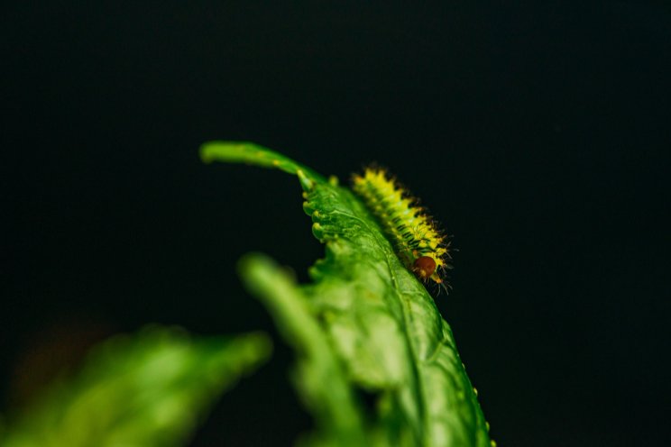 AI-powered monitoring is revolutionizing caterpillar control in CEA AI-powered monitoring is revolutionizing caterpillar control in CEA