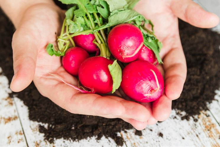 Mineral nutrition's impact on indoor radishes