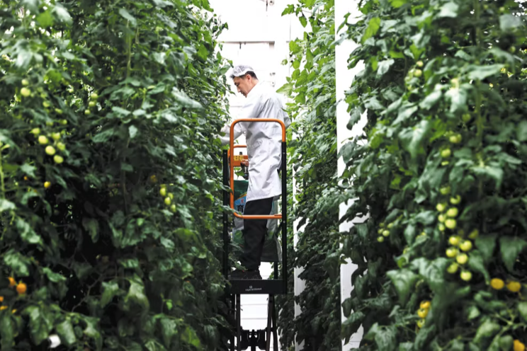 Vertical farming reaches new heights 