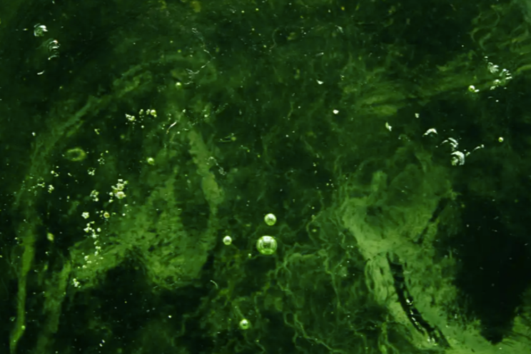 Research fund to pioneer algae-derived growth factors