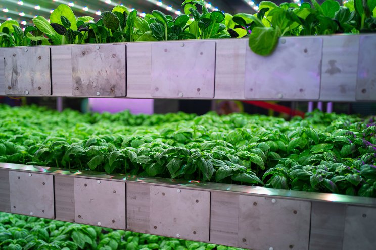 Flexible, smart tech: how vertical farming with IGS helps Flexible, smart tech: how vertical farming with IGS helps