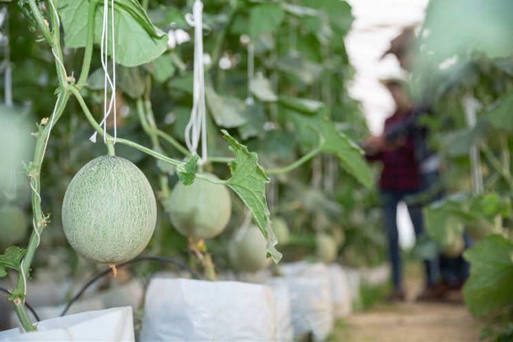 $8M in apple, grape and tender fruit replanting