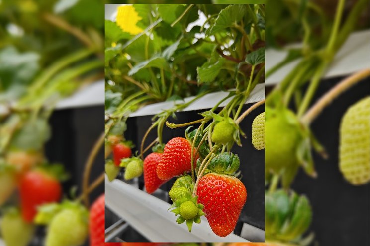 Vertiberry chooses Sollum's dynamic LED Vertiberry chooses Sollum's dynamic LED