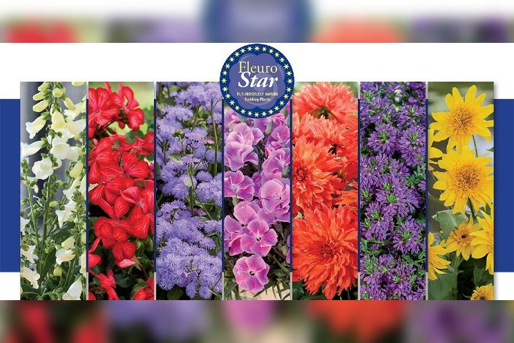 Seven standout varieties in contention for FleuroStar 2025 Seven standout varieties in contention for FleuroStar 2025
