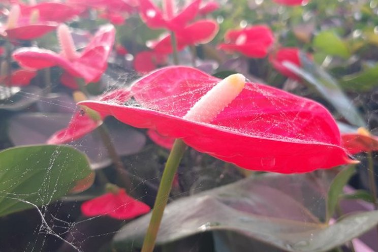 A whole year without plant protection products A whole year without plant protection products