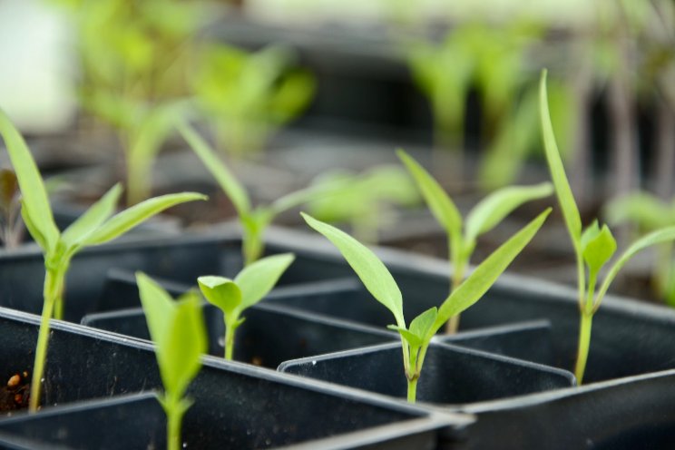 Danziger launches new foliage program Danziger launches new foliage program