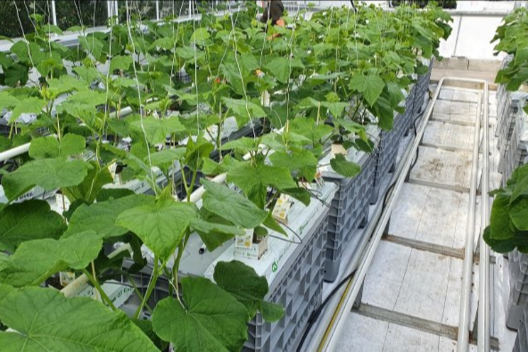 Lower level of nitrogen ensures better resistance to mildew Lower level of nitrogen ensures better resistance to mildew