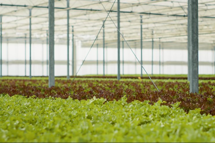 Wendy to move lettuce into greenhouses due to climate change