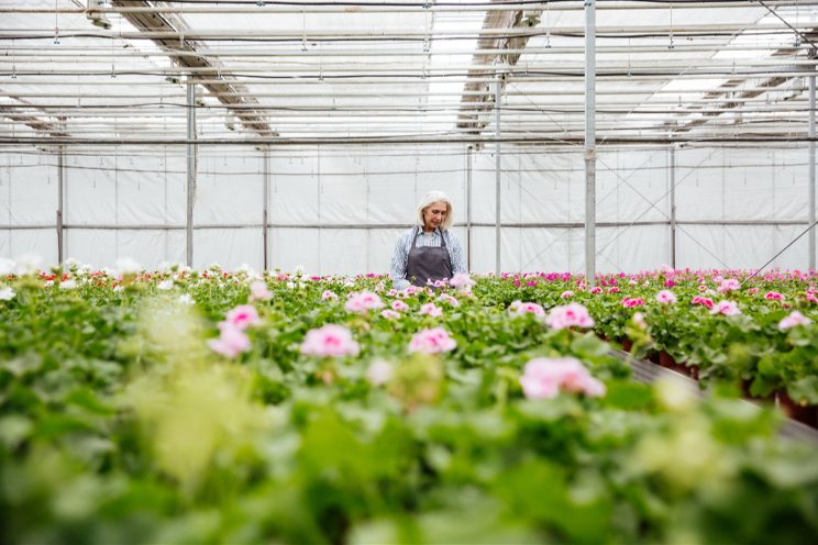 Striving for optimal greenhouse control