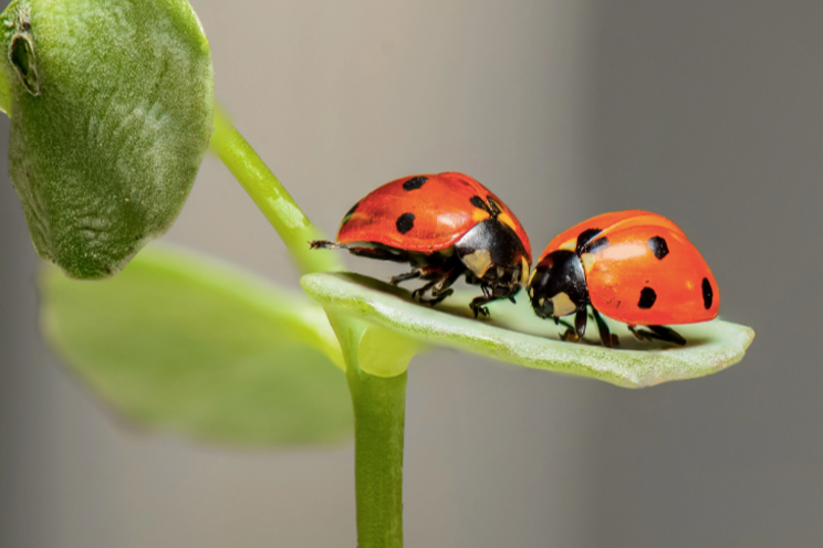 Deploying Bios- how to properly handle delicate living beings Deploying Bios- how to properly handle delicate living beings