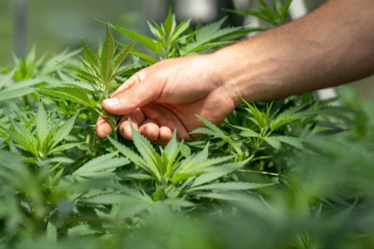 Warren cannabis grow facility announces closure Warren cannabis grow facility announces closure