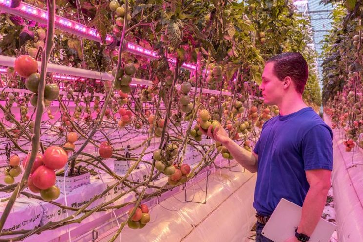 The benefits of data-driven greenhouse growing