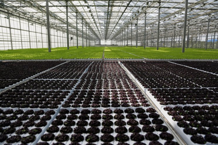 Driving the greenhouse industry to sustainability Driving the greenhouse industry to sustainability