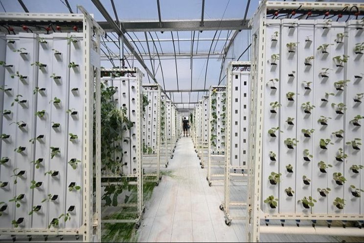 Vegetable farm and vehicles share a carpark in Hougang