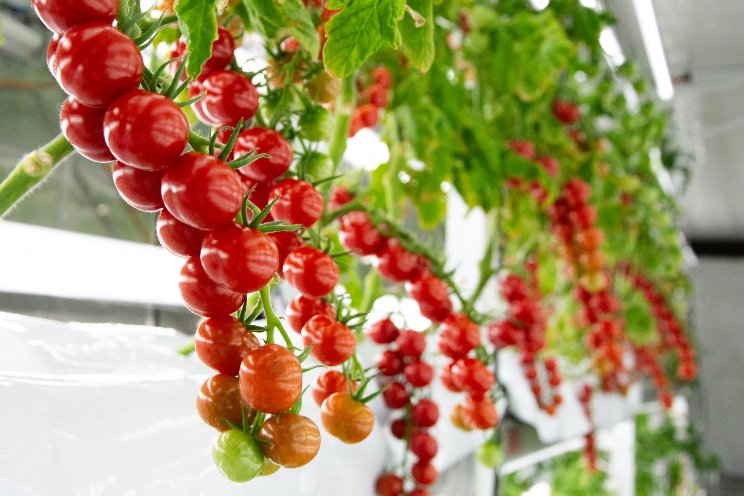Oishii adds ultra-premium tomatoes to its VF lineup