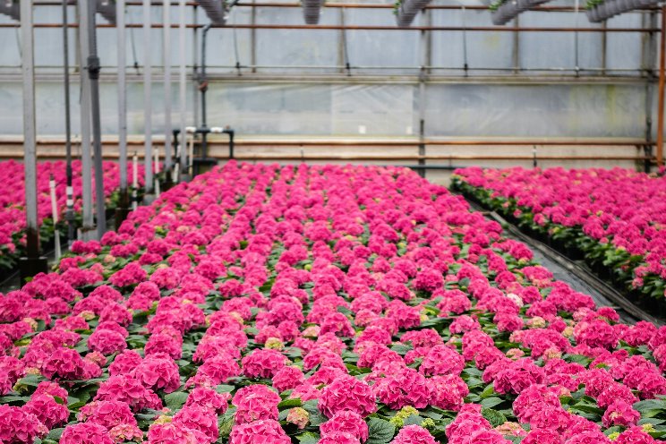 Regular checkups for your greenhouse business Regular checkups for your greenhouse business