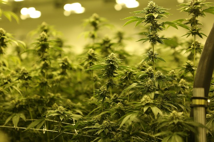 France bans HHC: A new chapter in cannabis regulation France bans HHC: A new chapter in cannabis regulation