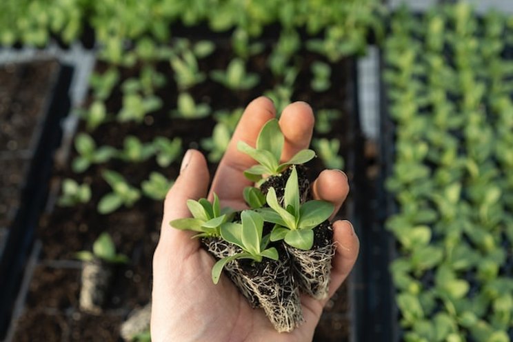 Looking inside Whole Foods' rooftop greenhouse