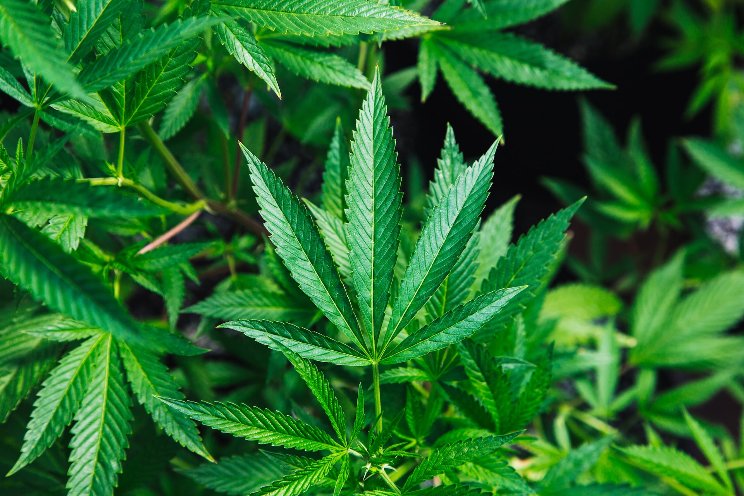 Alabama awards first medical cannabis licenses Alabama awards first medical cannabis licenses