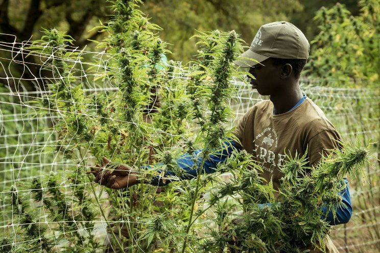 Legal insights into S. Africa's growing medical cannabis market Legal insights into S. Africa's growing medical cannabis market