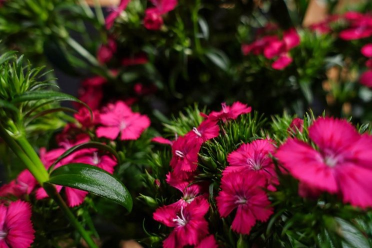 Dianthus adds volume to cut flower arrangements