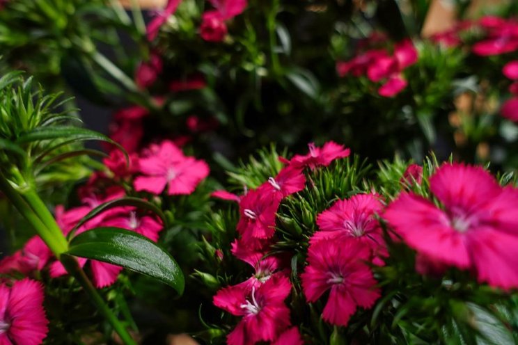 Dianthus adds volume to cut flower arrangements Dianthus adds volume to cut flower arrangements