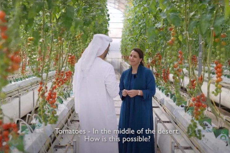 How strawberries, wheat and tomatoes are grown in the desert