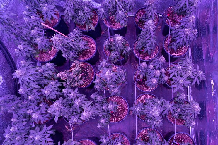 Cannabis greenhouses permitted under new rules