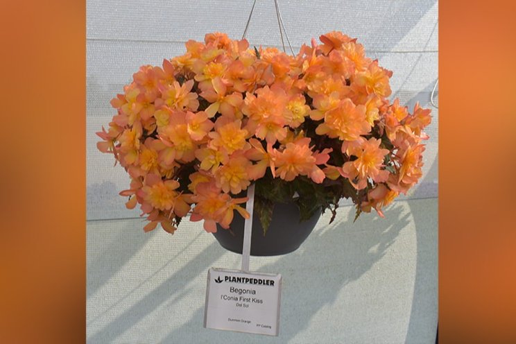 Begonias are big winners at Plantpeddler Variety Day 2023 Begonias are big winners at Plantpeddler Variety Day 2023
