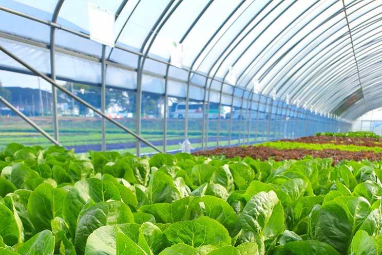 Indoor growers partner to expand spinach distribution