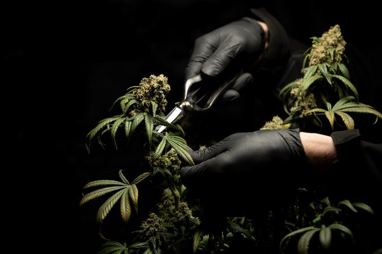 Grow Group seeks investors for medical cannabis trade finance Grow Group seeks investors for medical cannabis trade finance