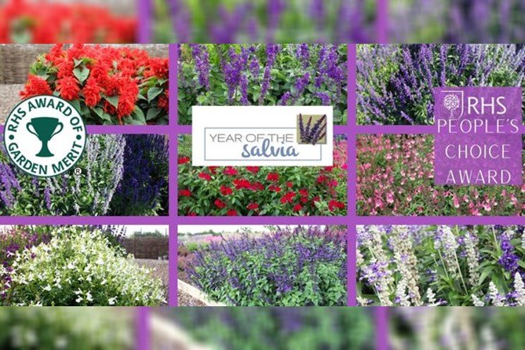 New Awards elected during Fleuroselect Salvia Trial