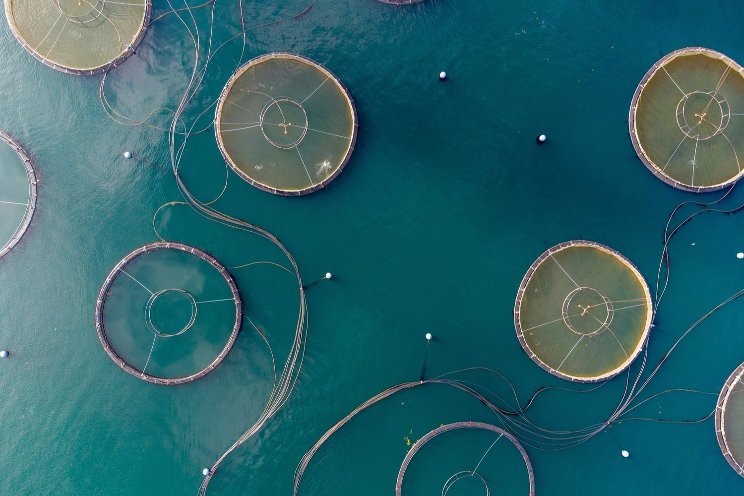 A dive into aquaculture