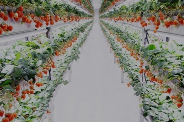 Oishii continues to sidestep struggles plaguing vertical farms