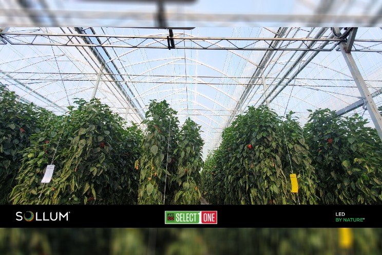 AMCO chooses SOLLUM dynamic LED grow lights