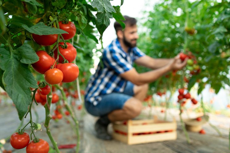 23,000 ha of greenhouse cultivation in Iran 23,000 ha of greenhouse cultivation in Iran