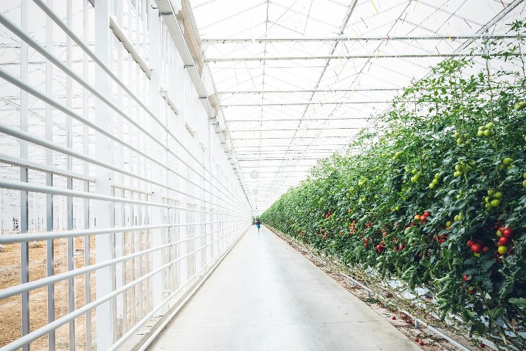 Are greenhouses really all that 'green'? Are greenhouses really all that 'green'?