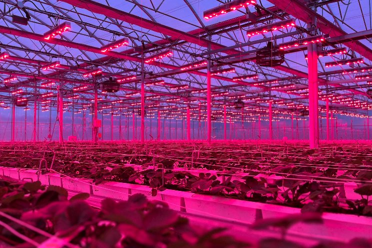Strawberry production seeing strong improvements Strawberry production seeing strong improvements