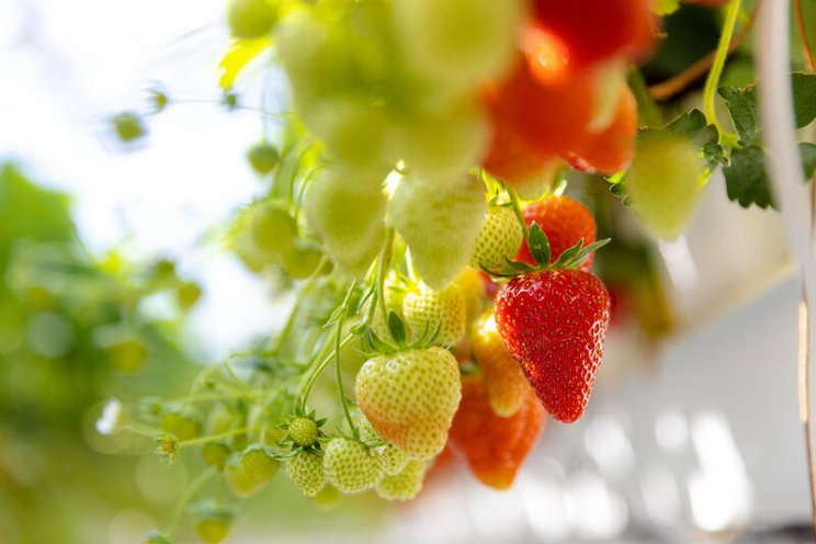Soil grown strawberries thrive on Vidi Funda Soil grown strawberries thrive on Vidi Funda