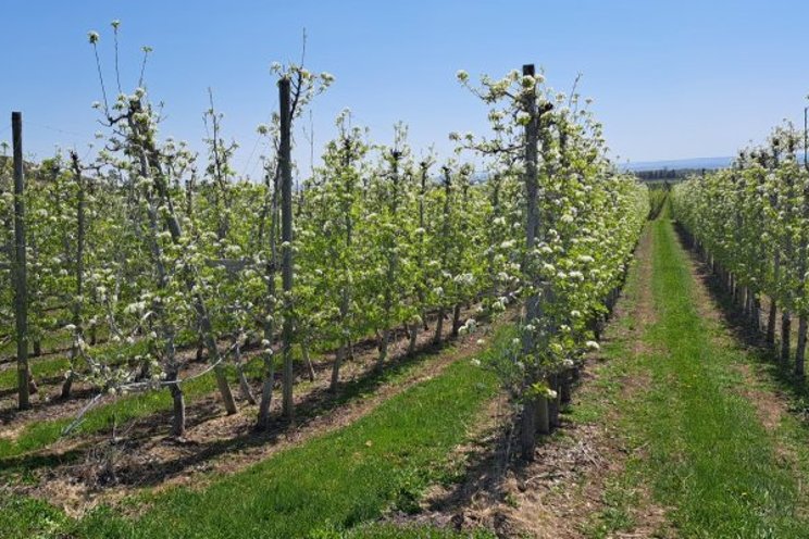 Not all fruits are visible to a fruit picking robot